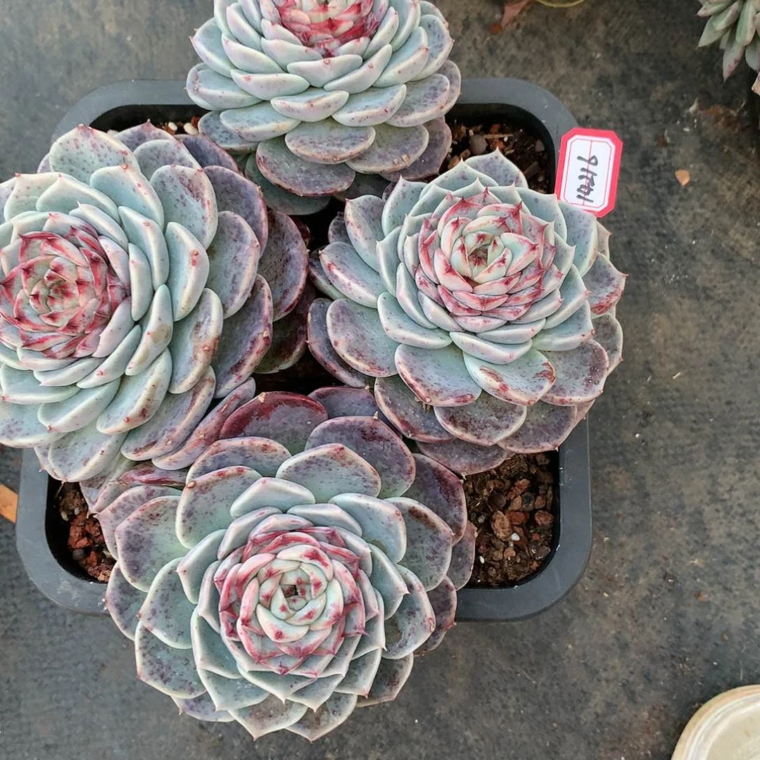 用****814216糖心天鹅绒