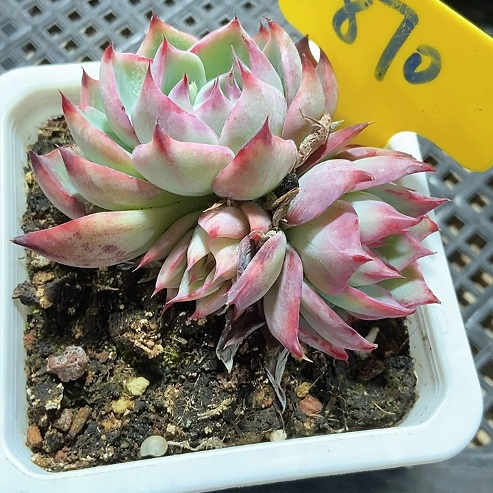 多肉植物精鸿870