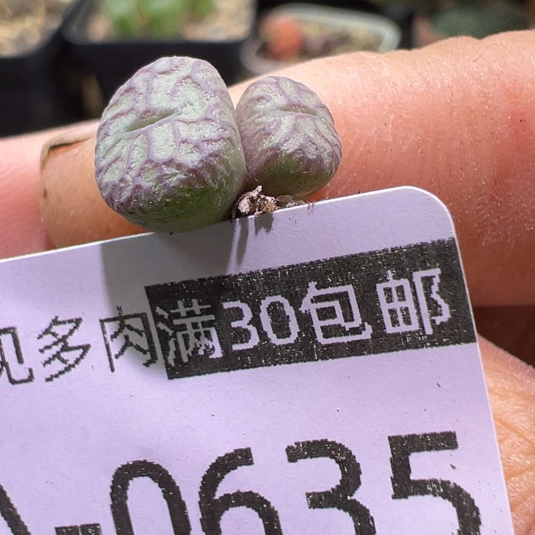 多肉植物111111111111