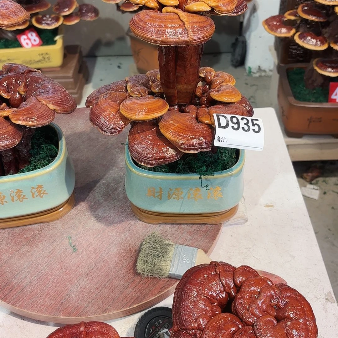 无花朵灵芝48888888888888