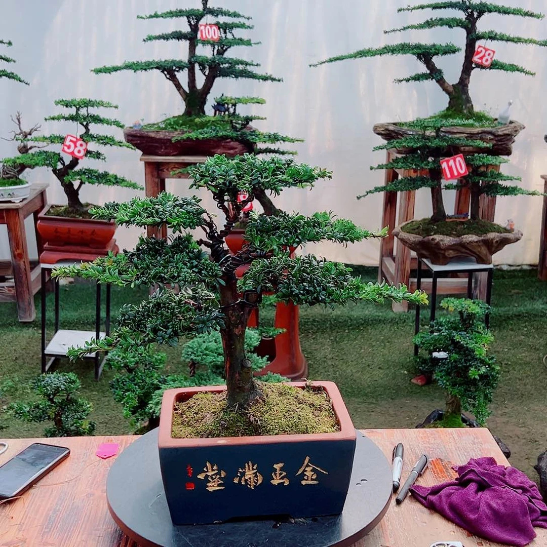 盆景小老桩红芽罗汉松