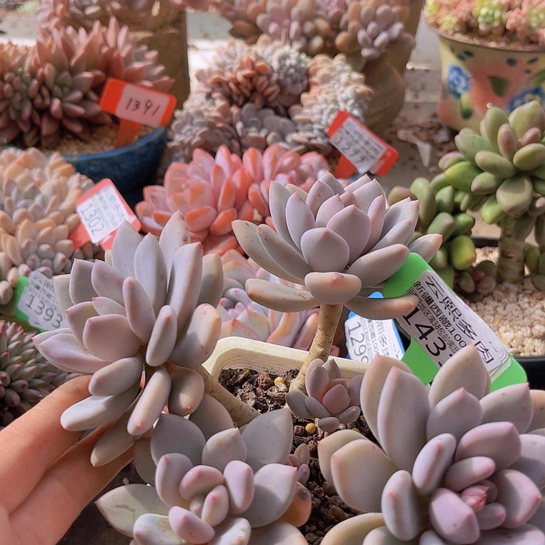 1431珍舞美人多肉植