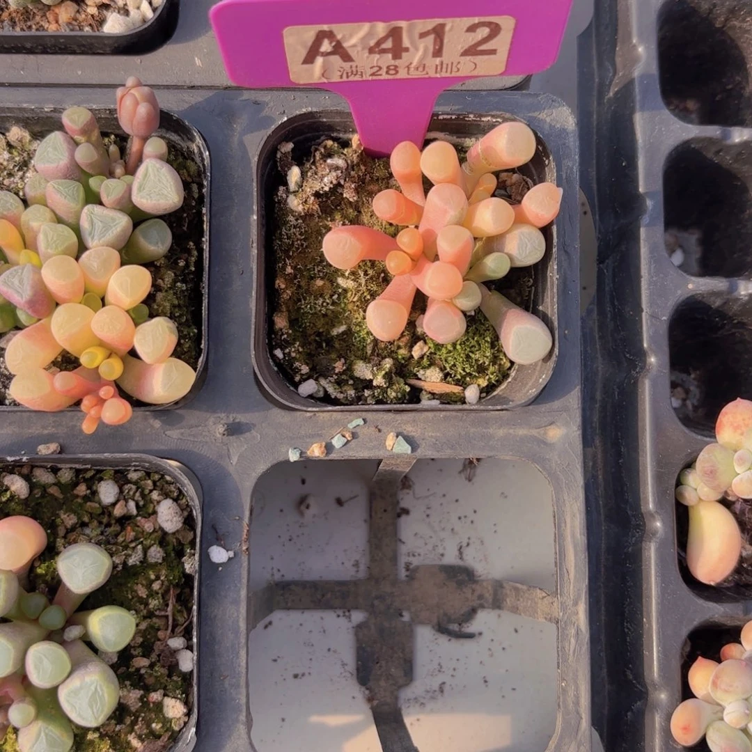 A412五十玲玉锦一物语拍