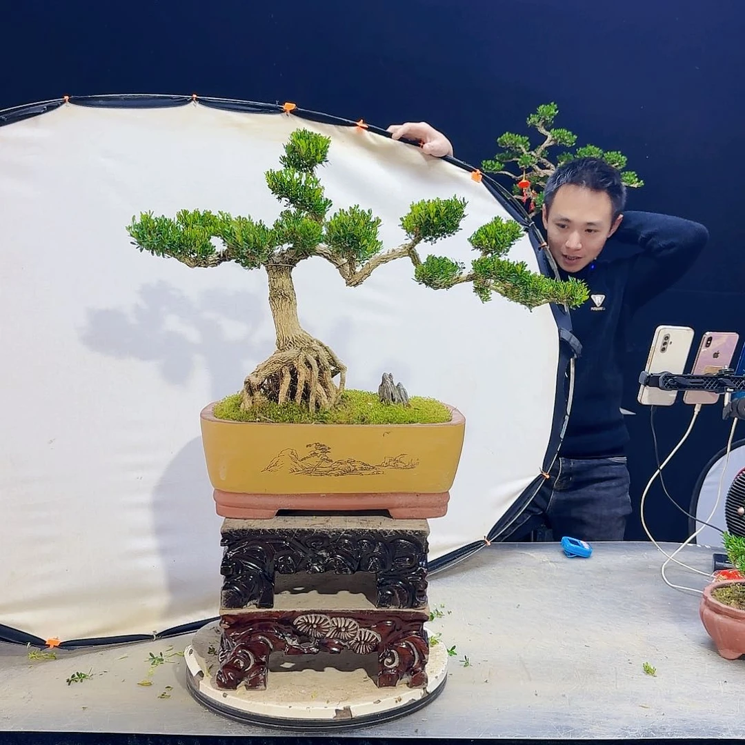 高端皱皮黄杨盆景不*