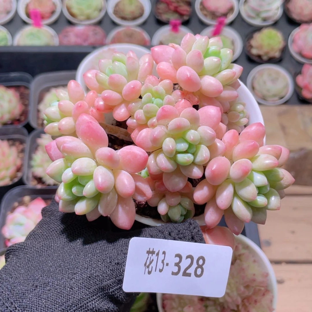 花利美13-328洛可可