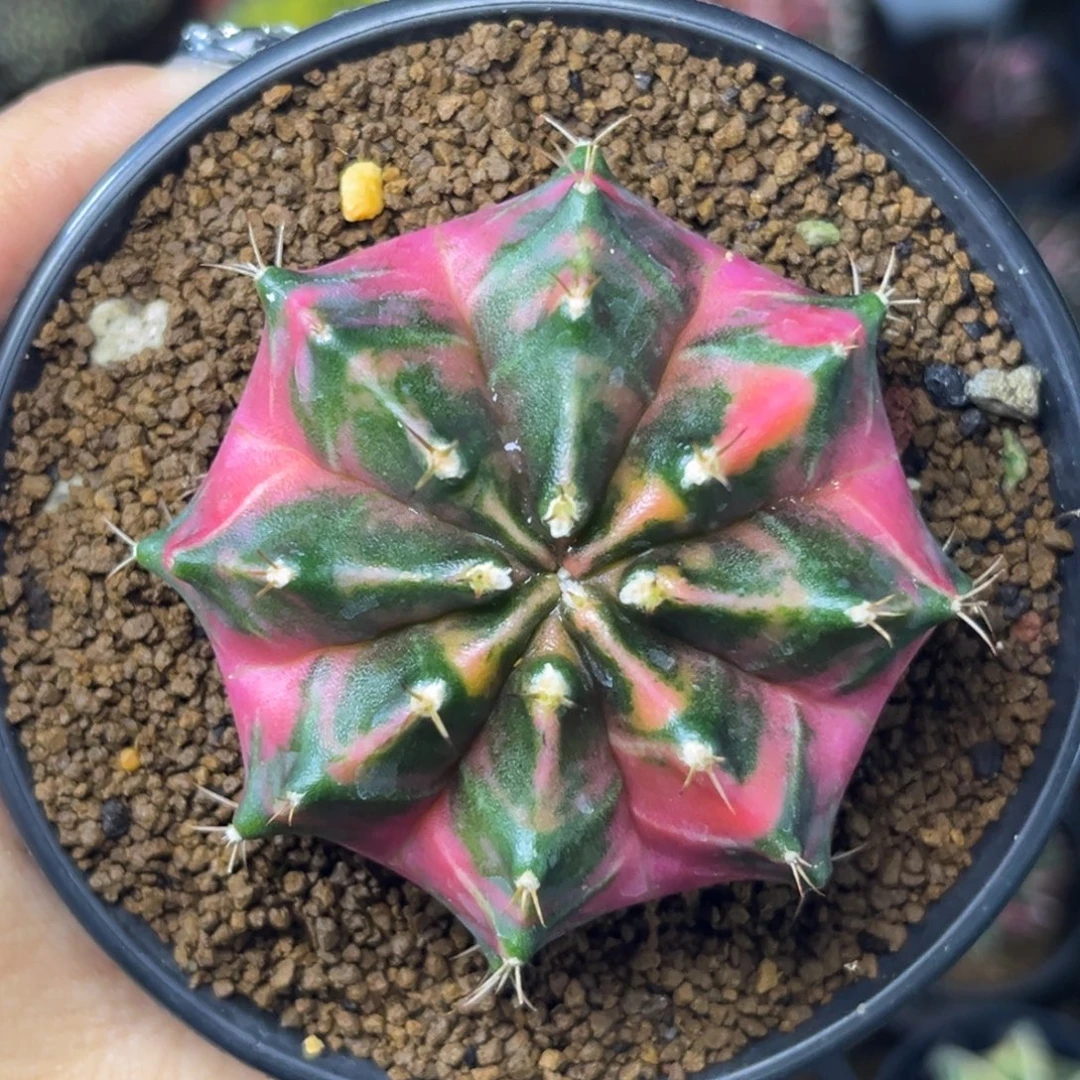 泰系米哈锦 带盆土发货