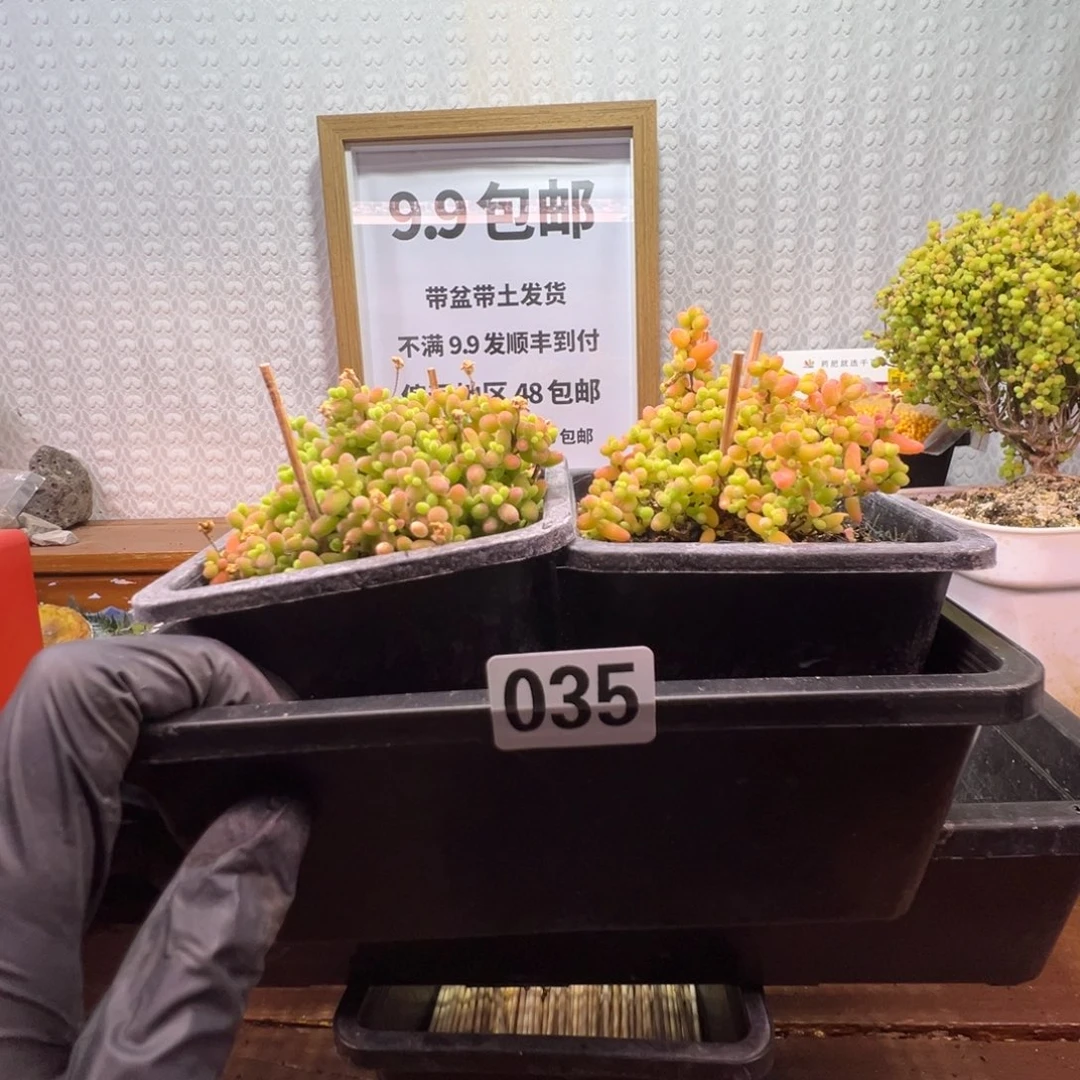 枝干番杏多肉植物035