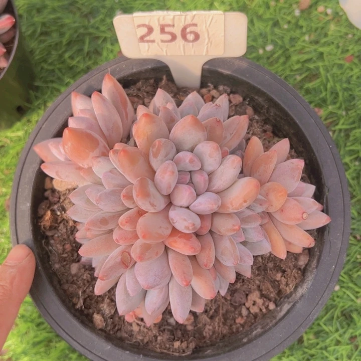 健健康康平平安安