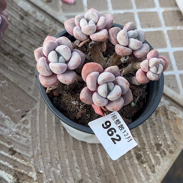 阿雅园艺。     962