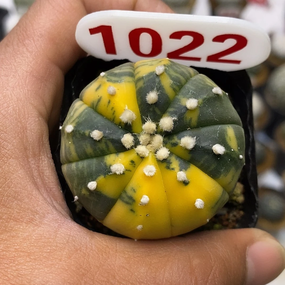 1022兜锦福利特价咯