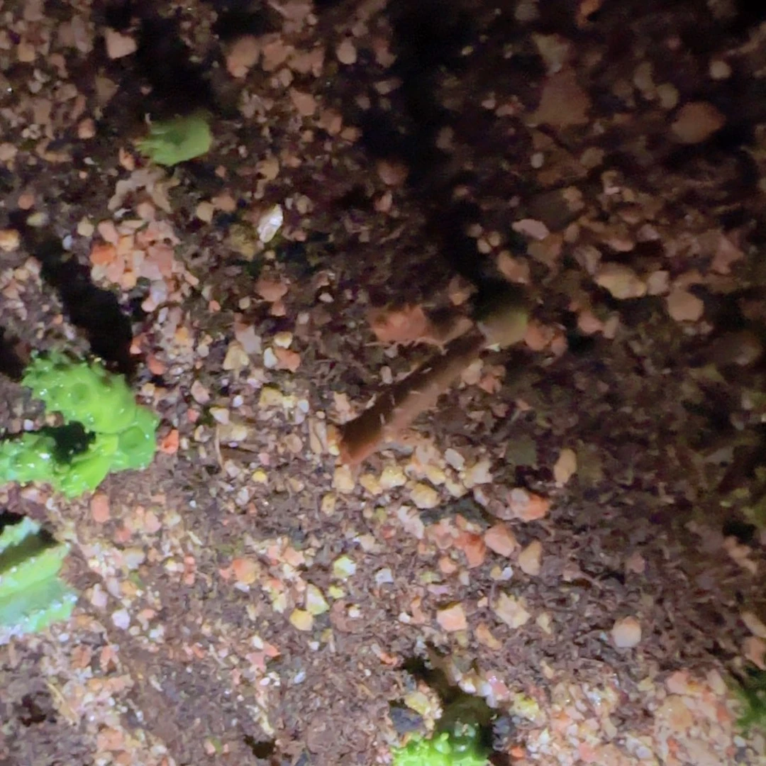 块根植物块根植物