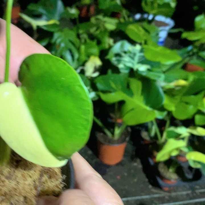 魏***乐完全开放变异锦化龟背竹