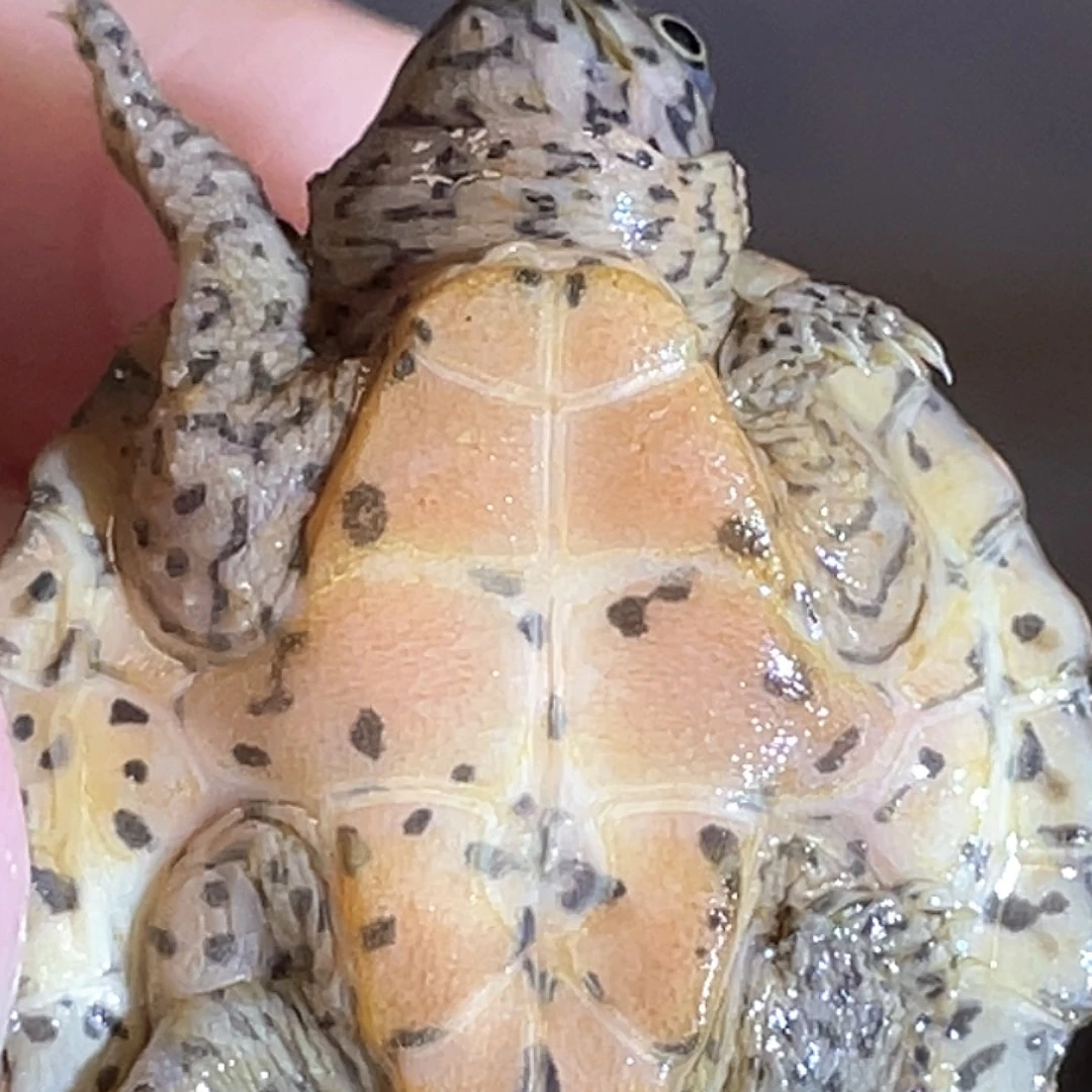 宠物龟不分公母A19全品满纹黑刀