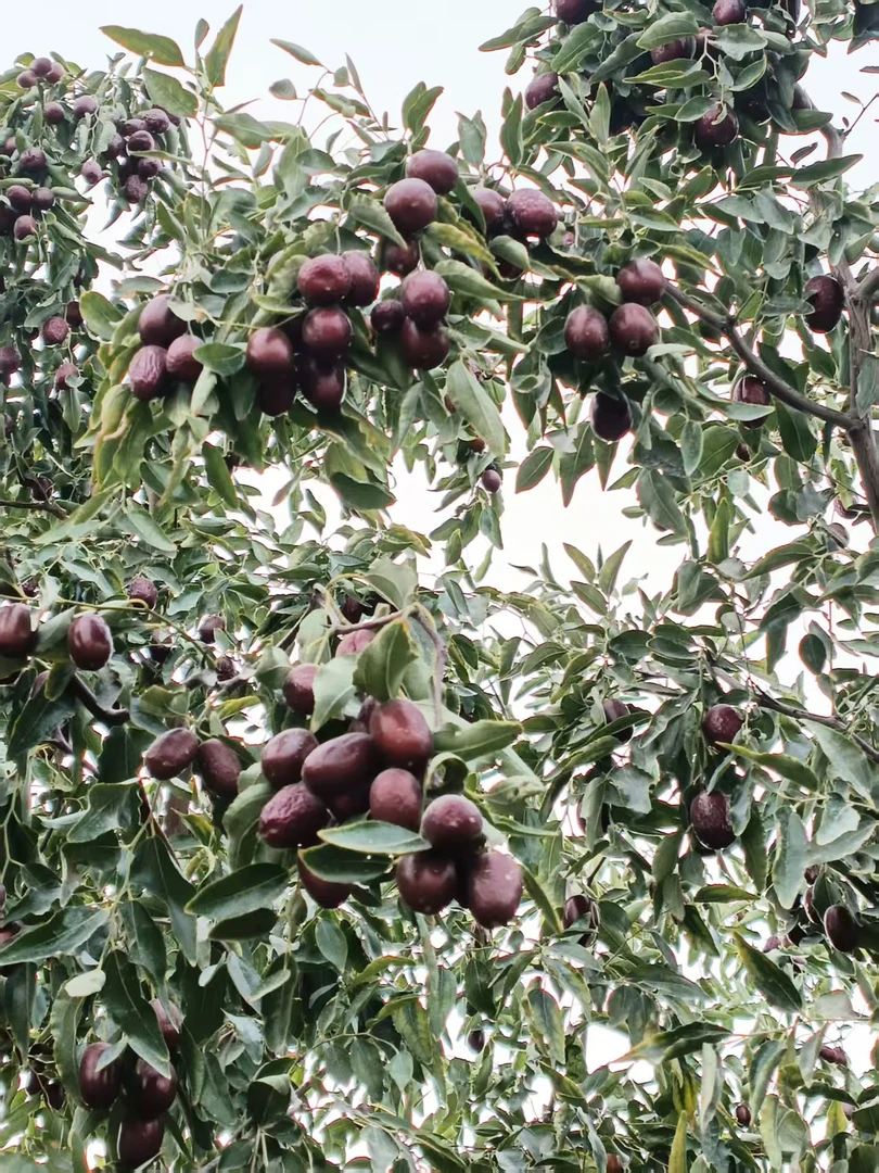 大枣1公斤自然吊干核小皮薄枣香浓郁