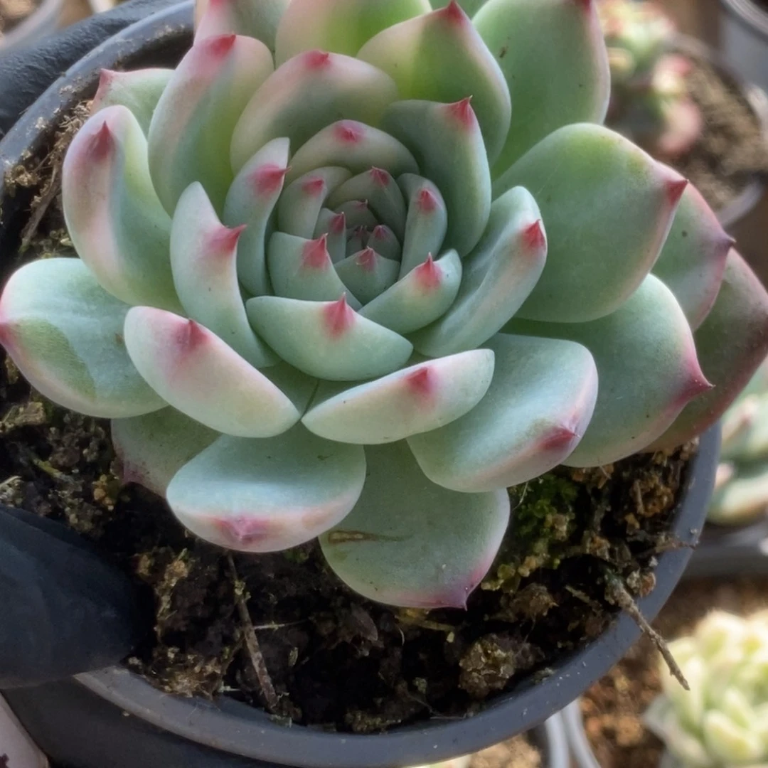 102吉娃娃锦你锦锦锦锦