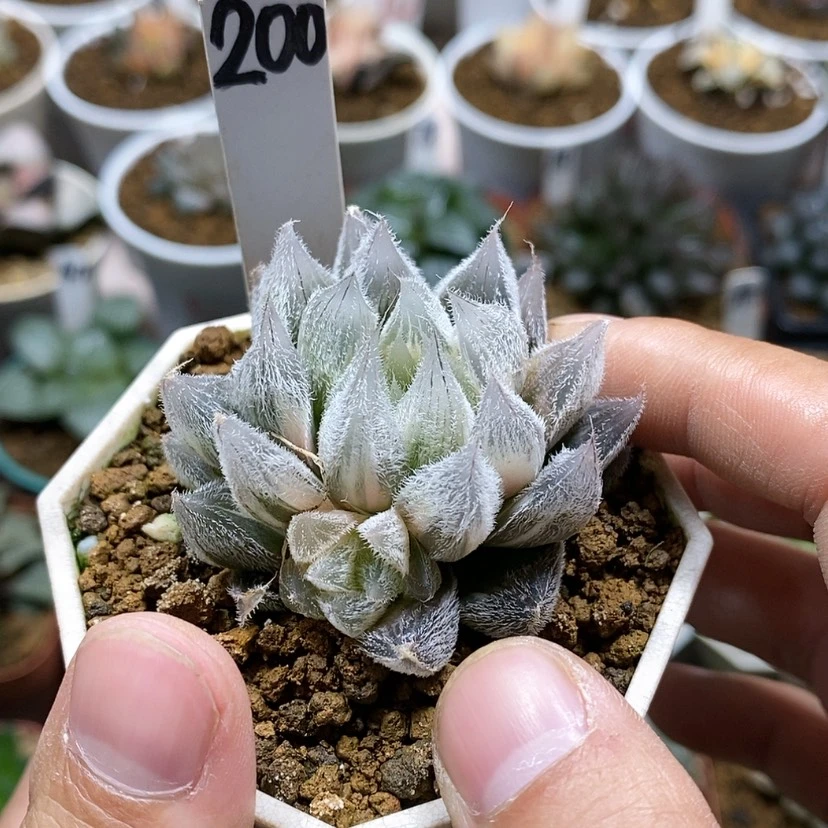 【闪购商品】张*兵200 Gm292