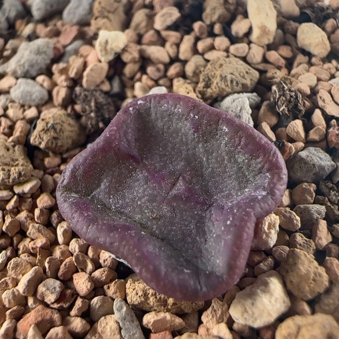 2018/方碗/尺寸1.3+