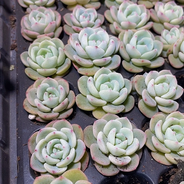 小圆梦1元带土发货