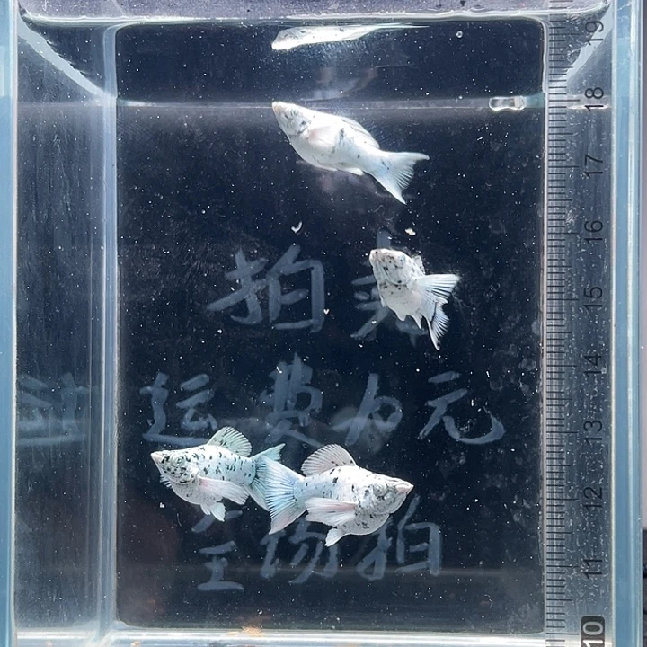 孔雀鱼一个半月钻石眼奶牛玛丽球四条