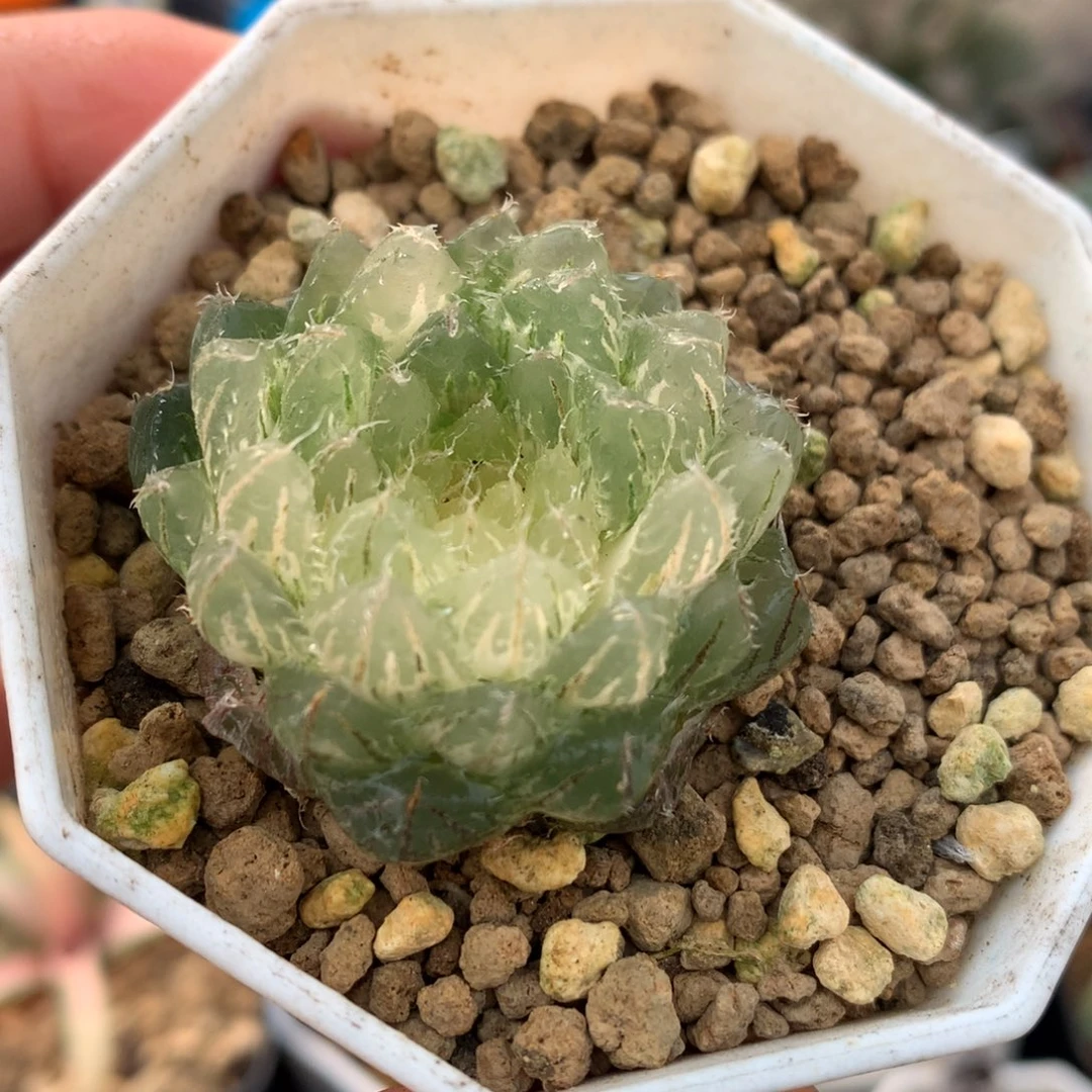 翠云玉露锦，带盆一起