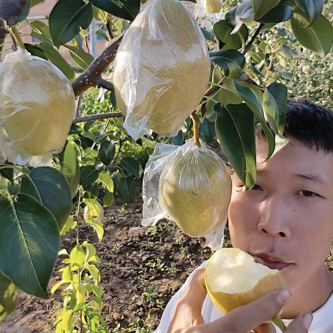 河南头茬红香酥梨新鲜采摘当季脆甜多汁梨子