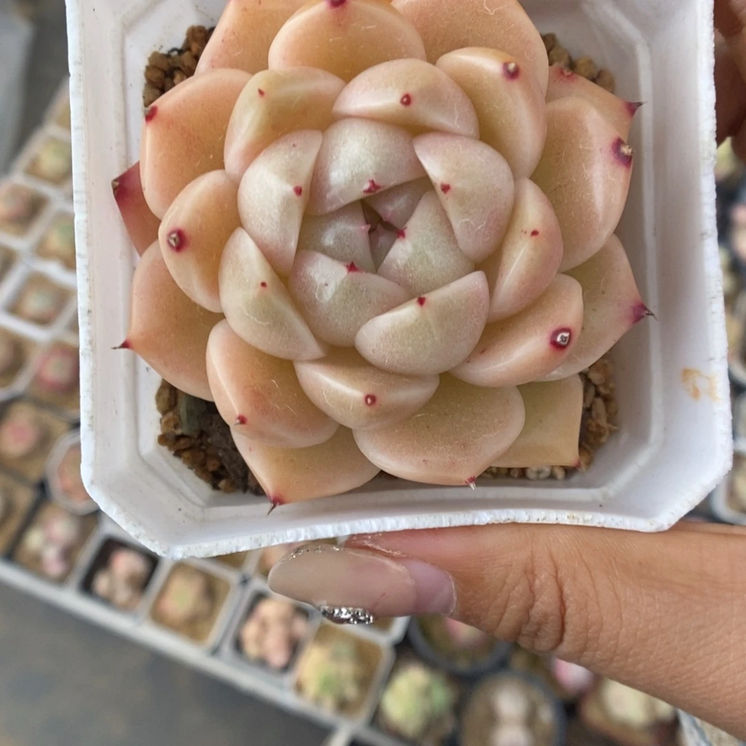 S***3抵扣麦秆369号。
