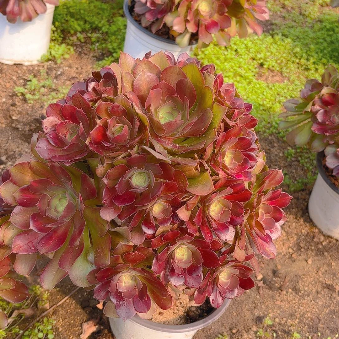 女巫中班老庄多肉植物