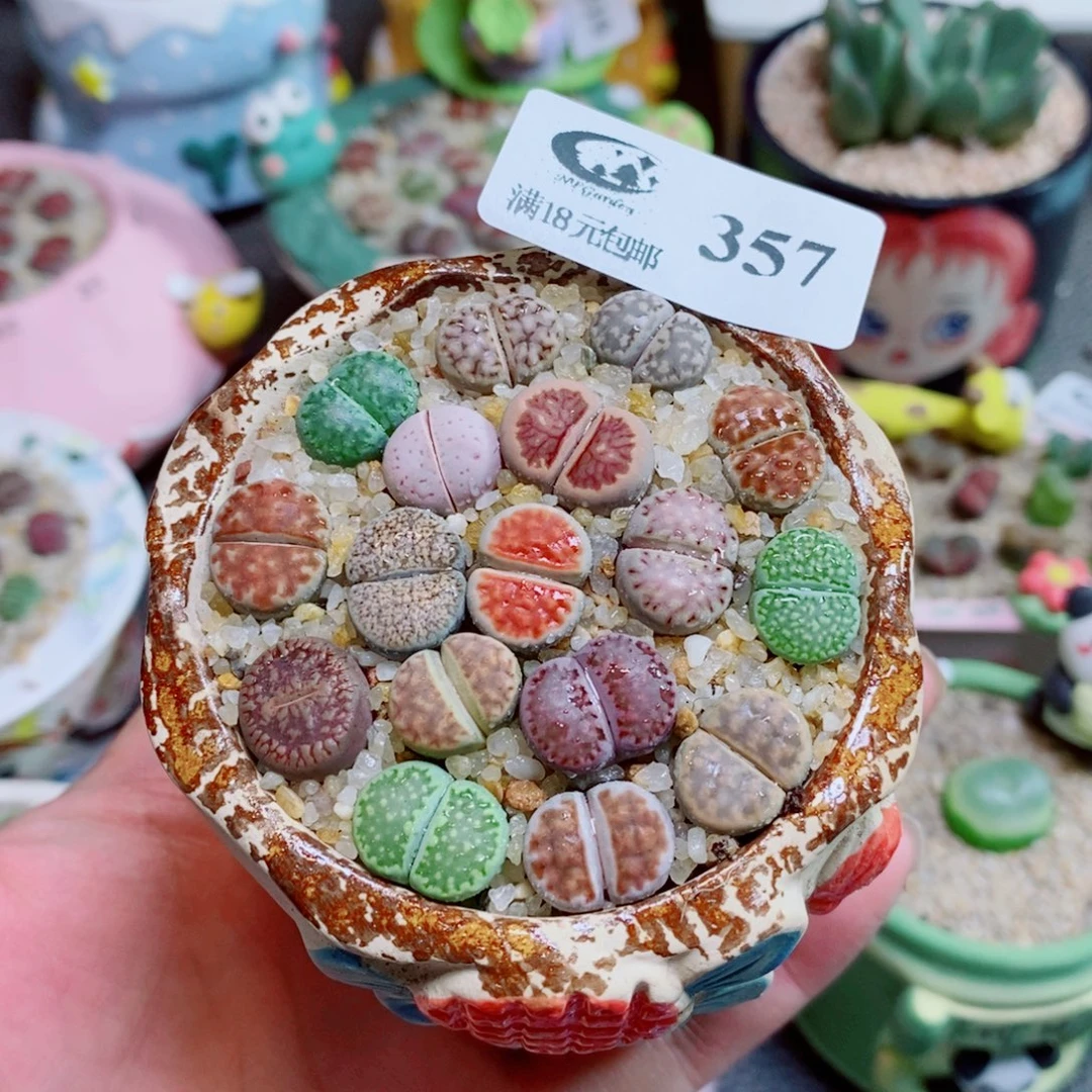 生石花花花花花花357