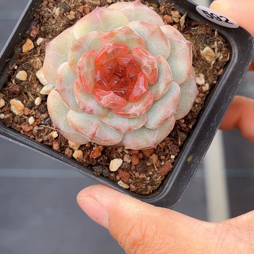 592 红包拿来 满18包邮