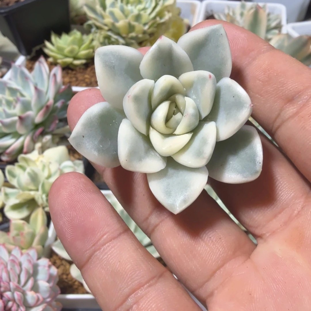 呆*》左上角雪鸢锦，多肉锦