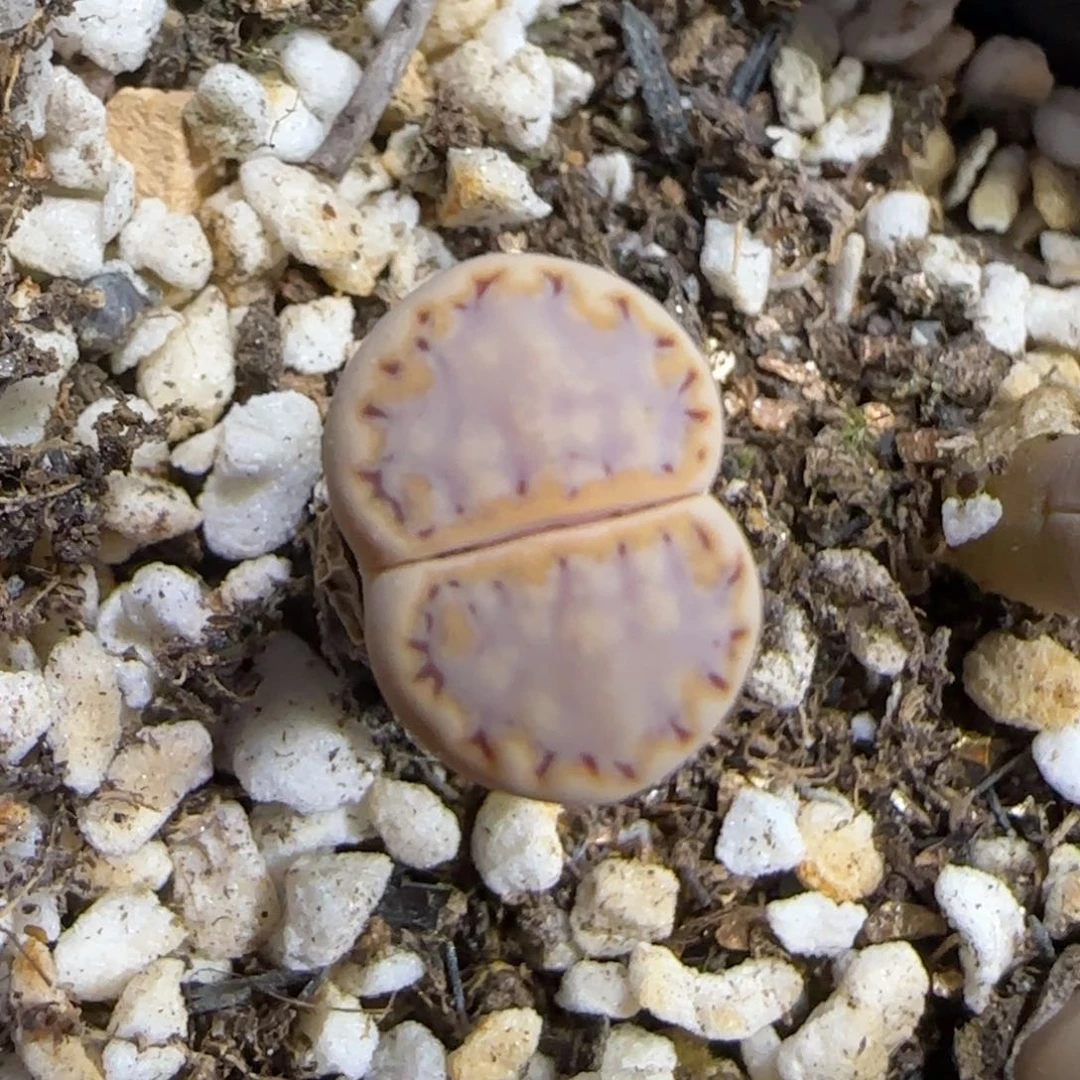 7.22。   217。  9110