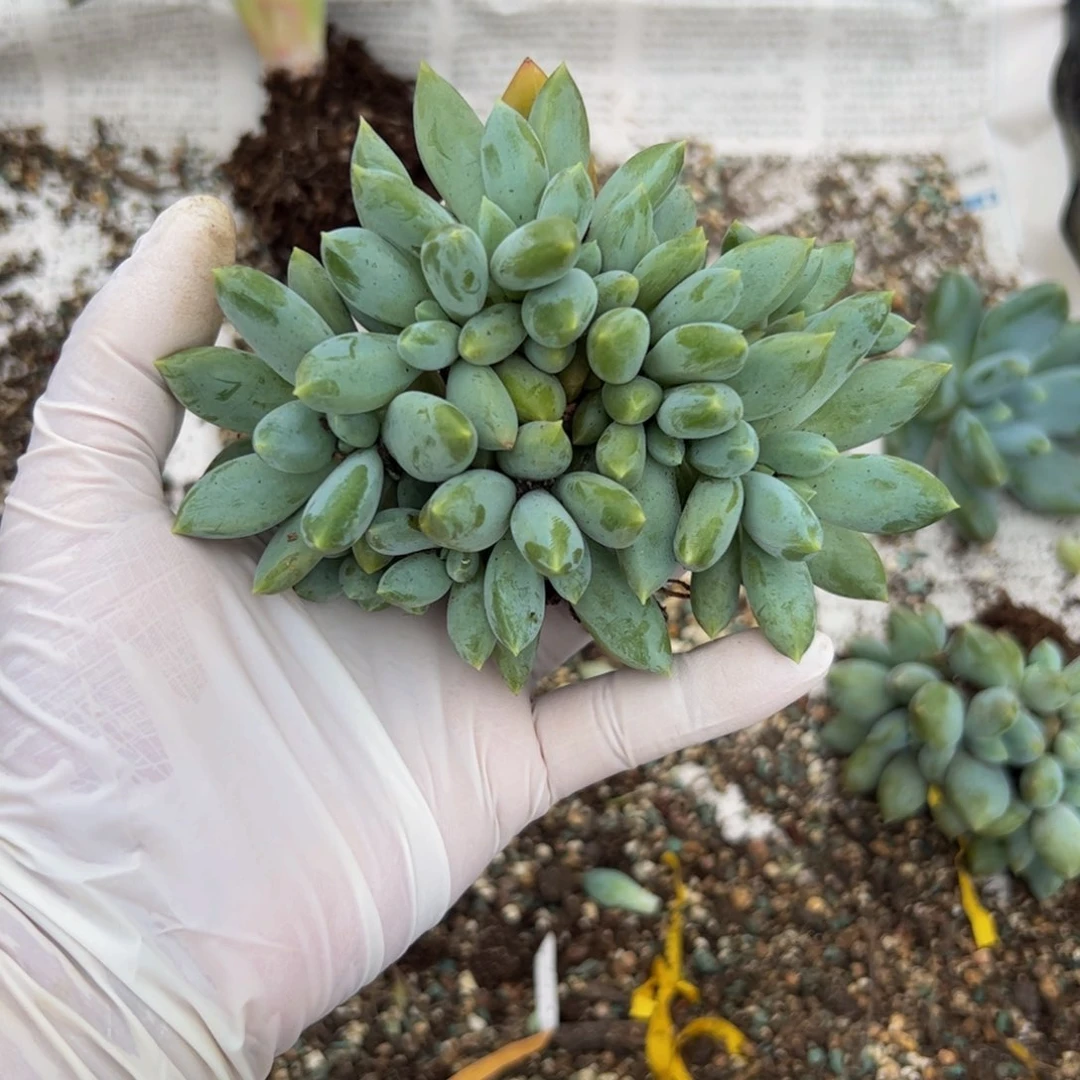 梅*胖体哥特多肉植物