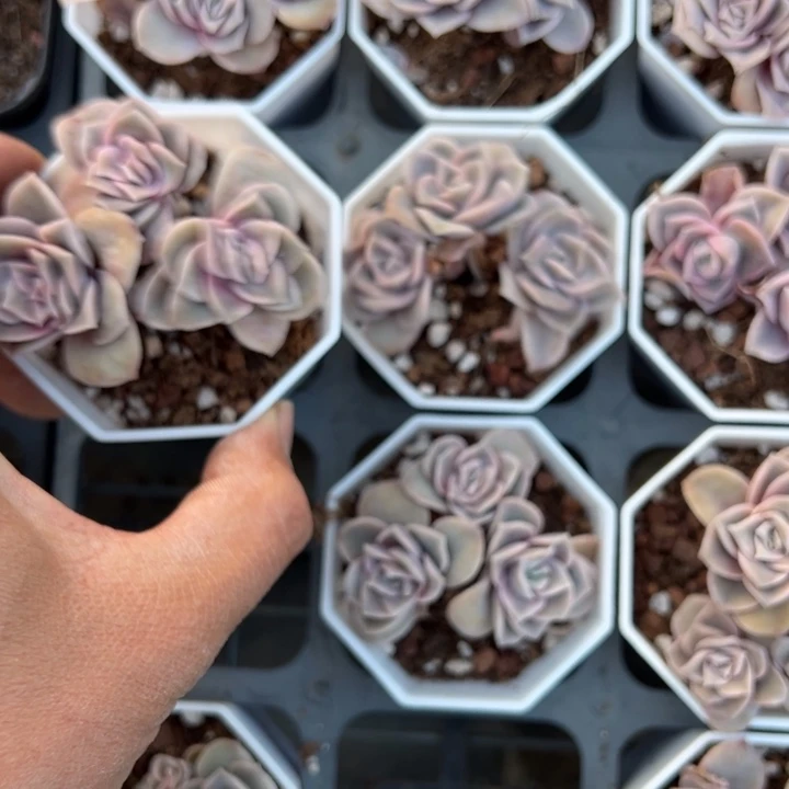 可爱玫瑰3-4头群一颗量拍多肉满20包邮初7发货