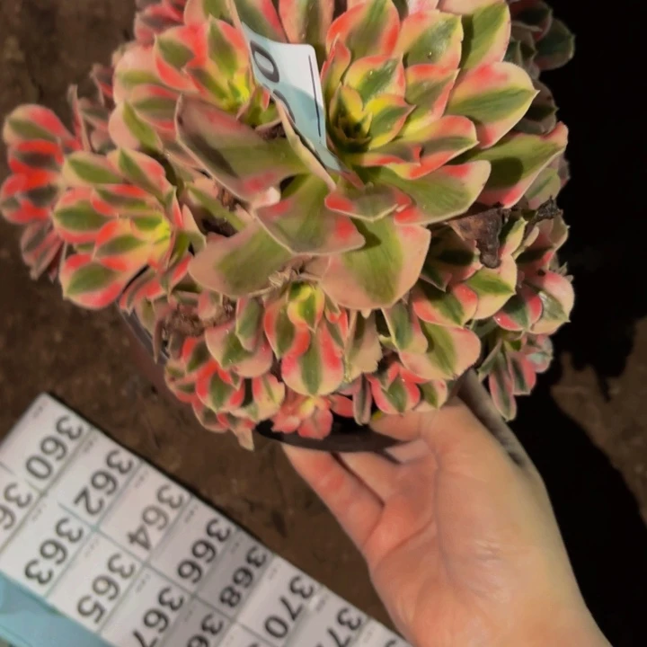 380妖月多肉植物不售后