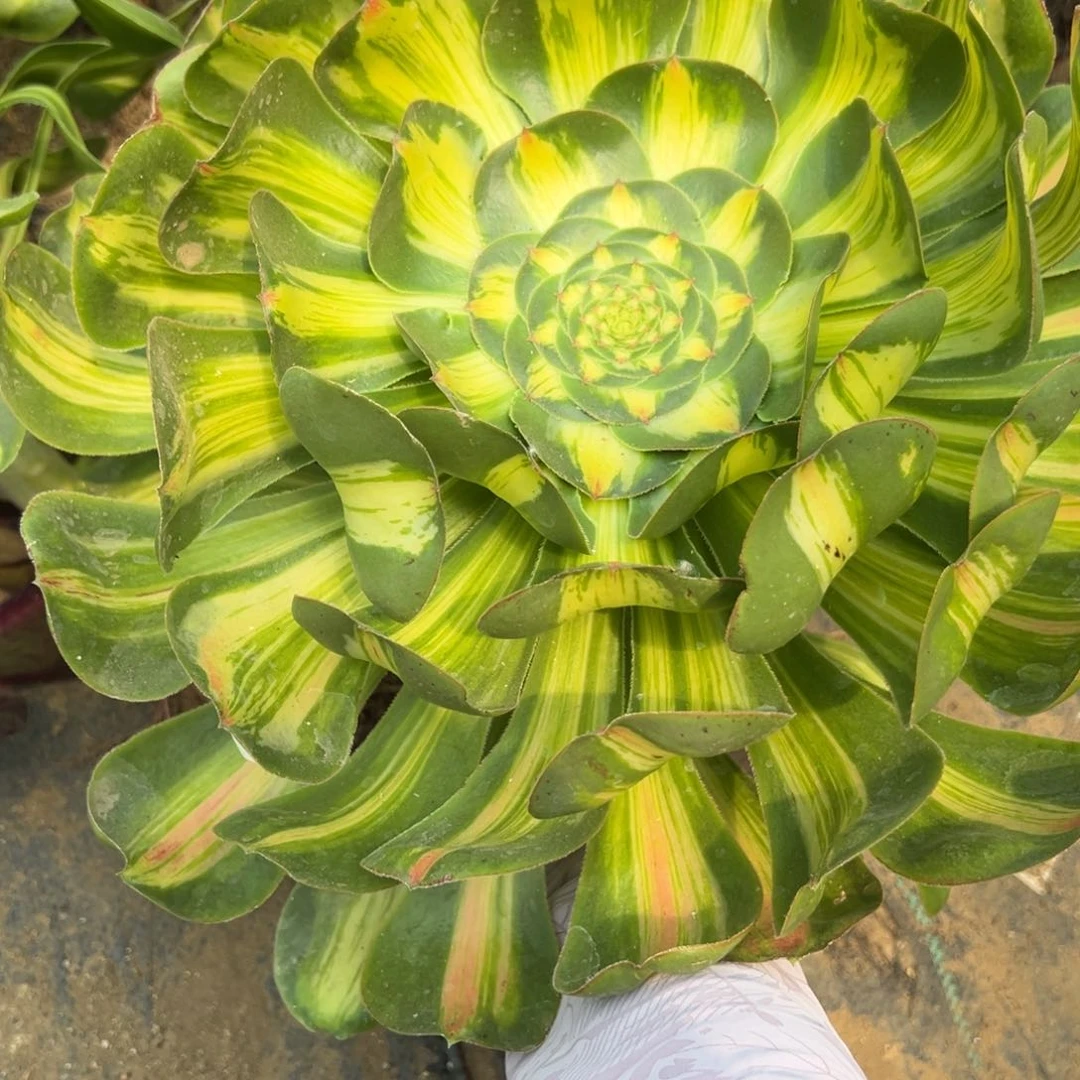 78暴君多肉植物一