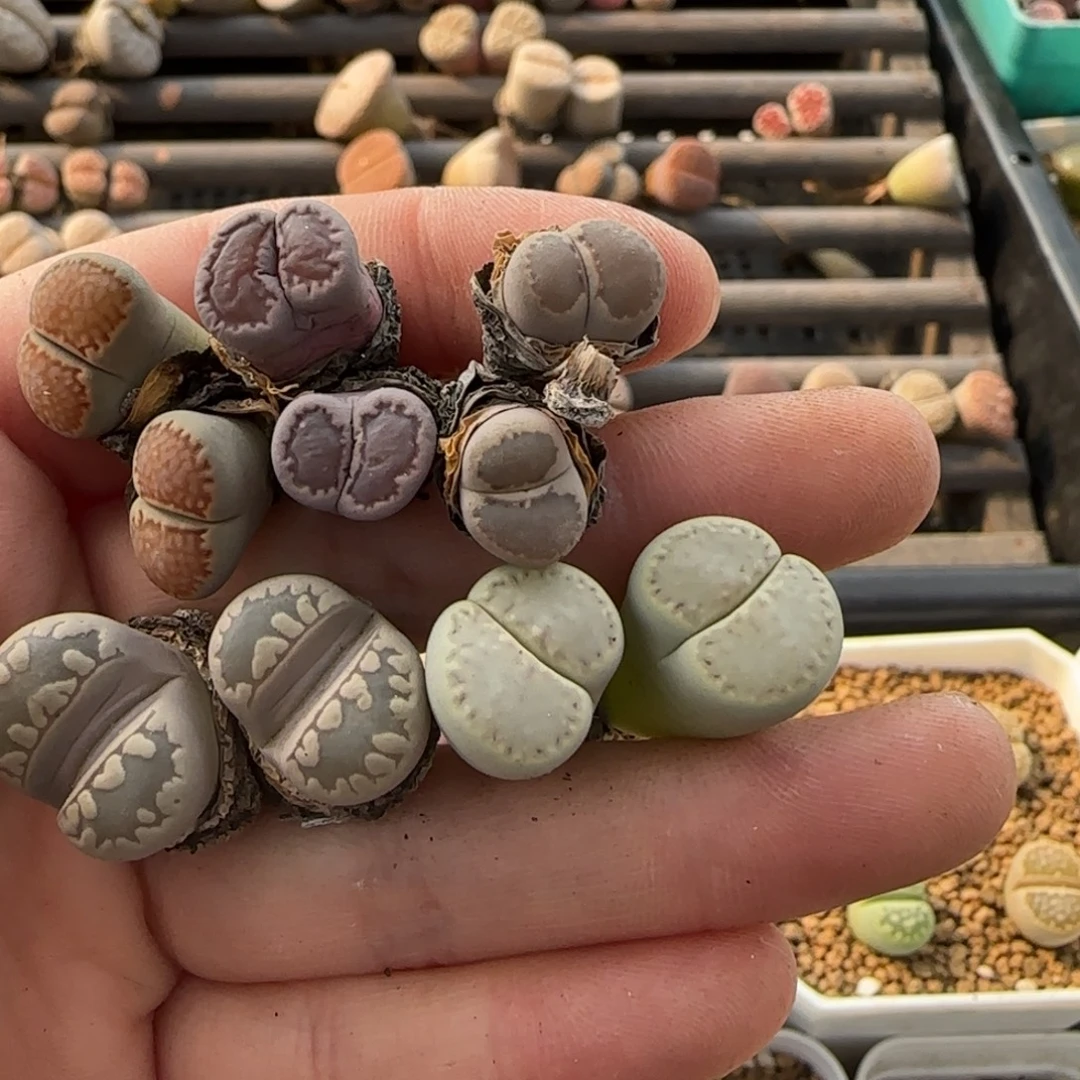 11.20。萌肉一抓子清货不售后不退款。8047