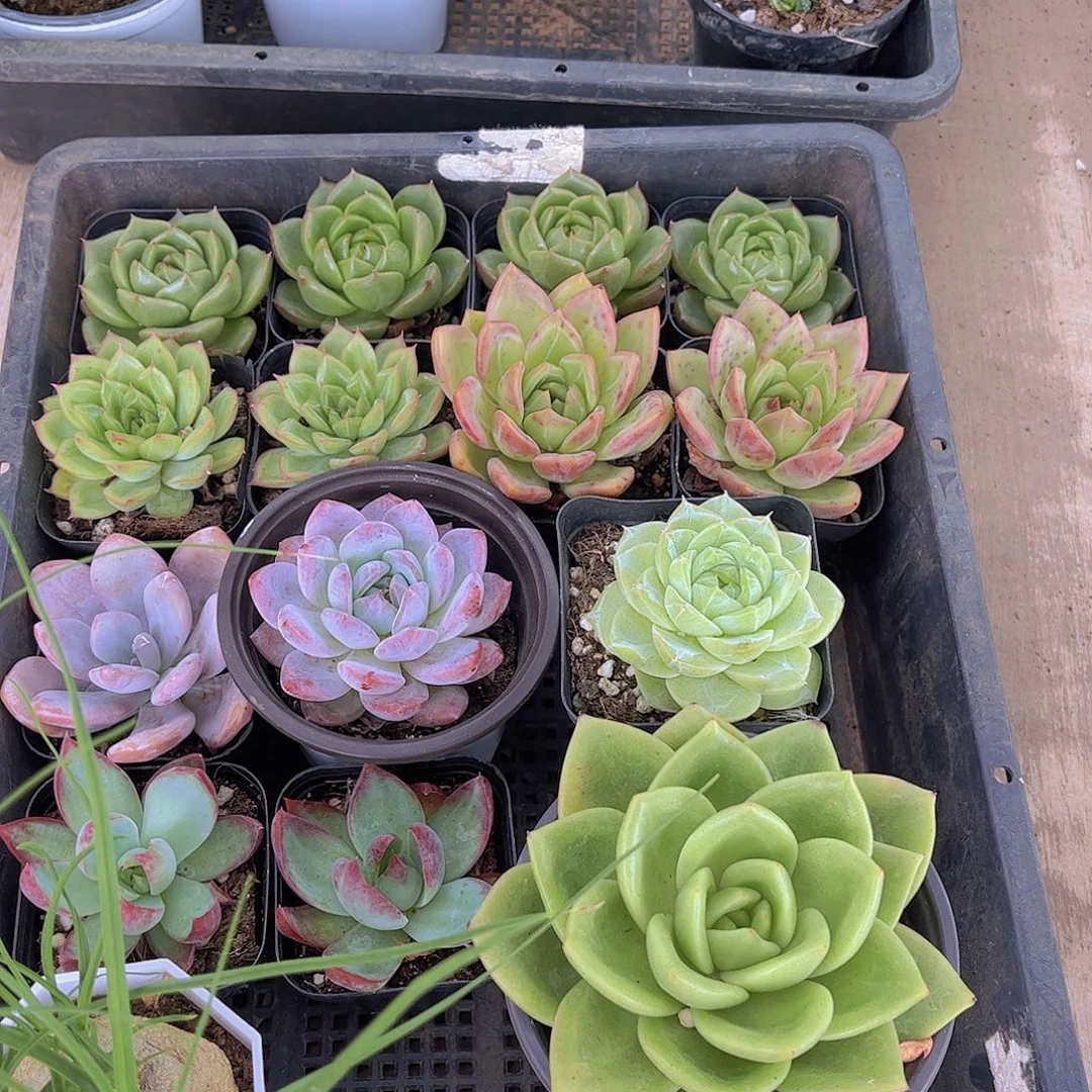 多肉468多肉植物，