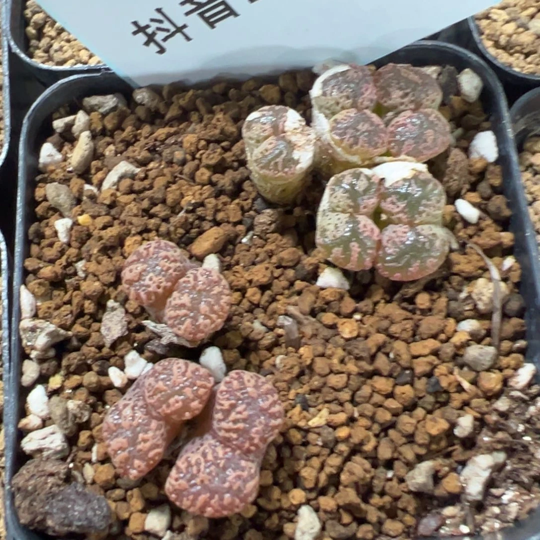 10-46肉锥多肉植物