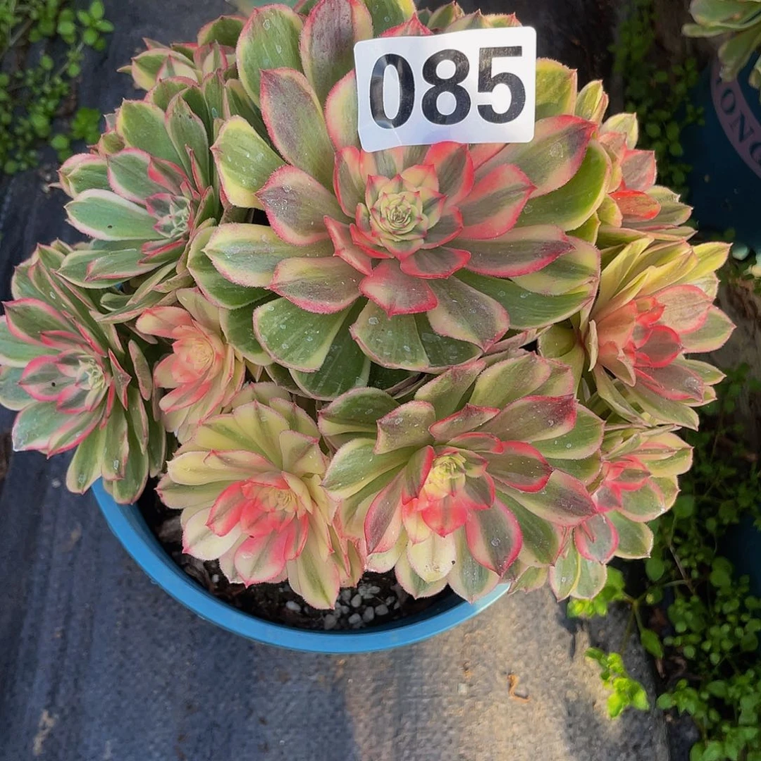 多肉法师85号海神发货不包损