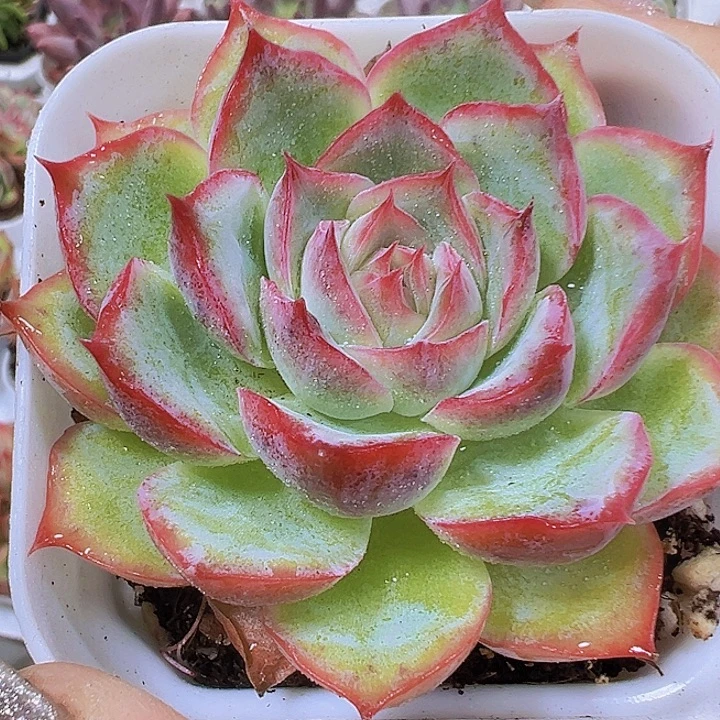 单头侧影19包邮多肉植物