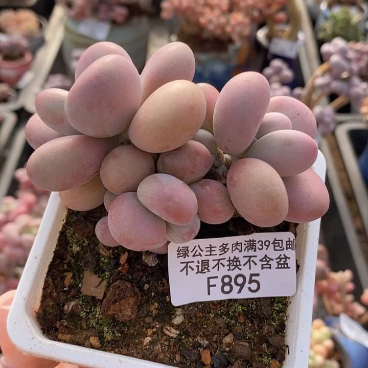 腰子桃蛋8cm895多肉植物