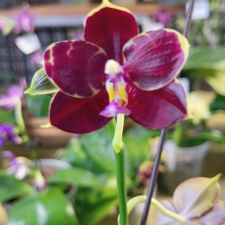 完全开放弥陀170-1590