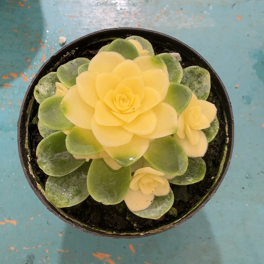 二**姨猫眼玫瑰锦全锦，多浇水