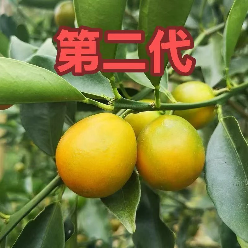 【顺丰包邮】广西融安第二代滑皮金桔  纯甜无酸  当季新鲜现摘