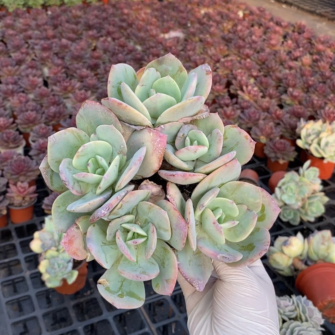 096白凤多头一物一拍