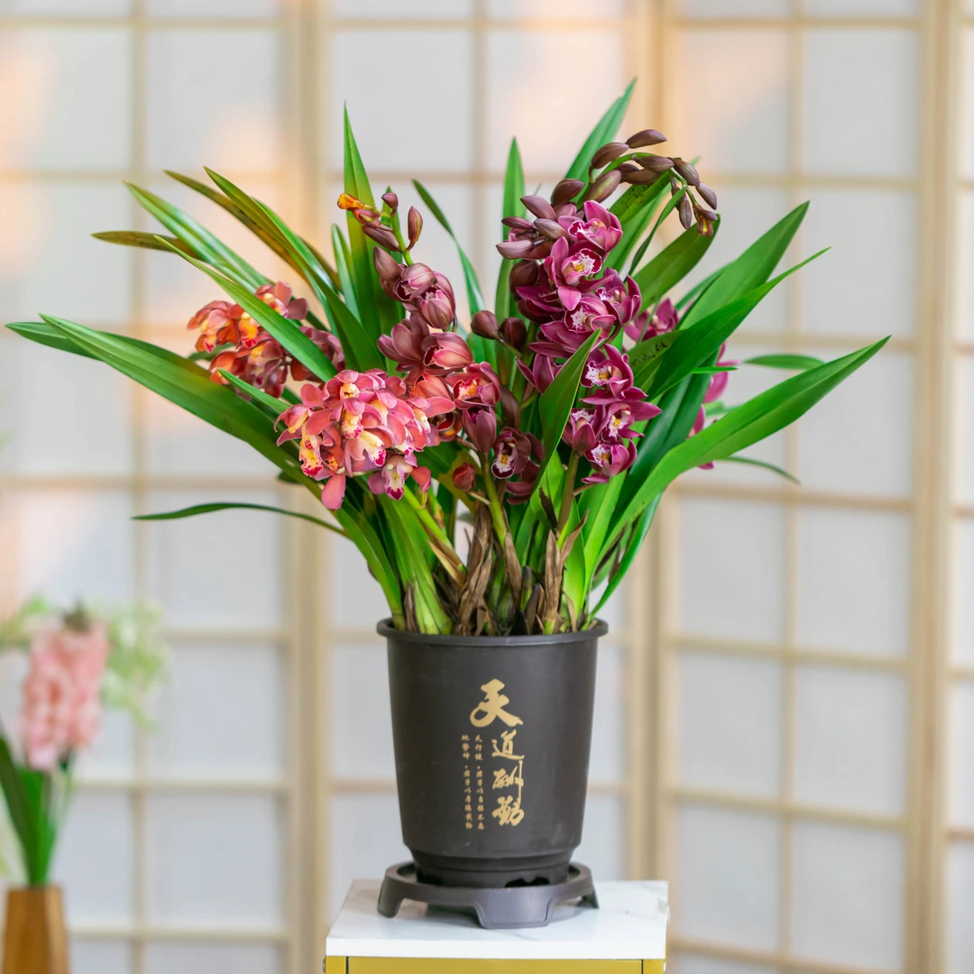 美好生活【大花红宝石】3-5花剑室内外好养年宵花带花香