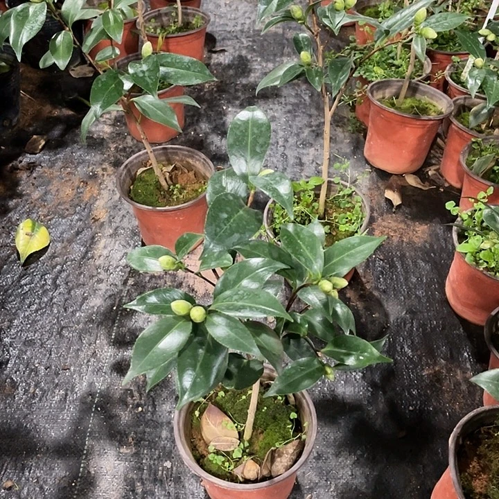 大部分花苞少量开放，飞天