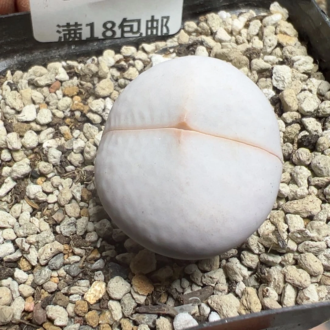 【闪购商品】 616。