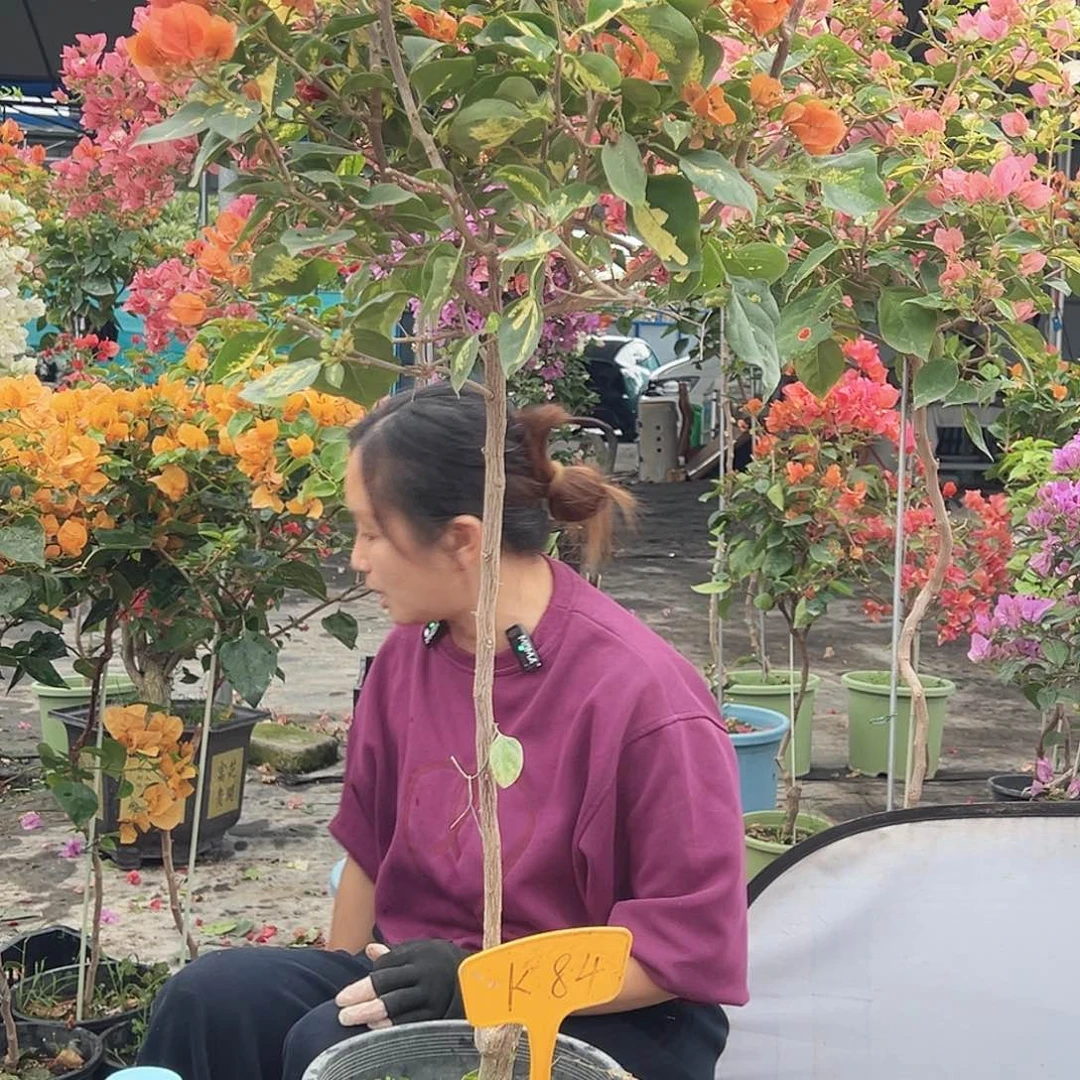 用***6大部分花苞少量开放K84金心龙蛇橙
