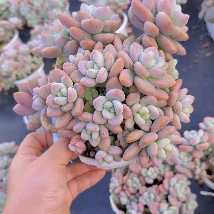 红洛神整装露养老桩